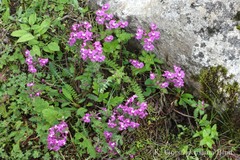 Pedicularis punctata